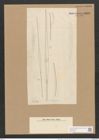 Nitzschia longissima var. sinensis (Breb.) Ralfs (de-Toni-Nr.: Genus 47, Species 2146) Zeichnungen Sammlung Grunow Nr. 4320 (NHMW-BOT-W0372349)